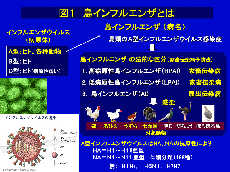 鳥インフルエンザ Avian Influenza 人と動物の共通感染症ガイダンス