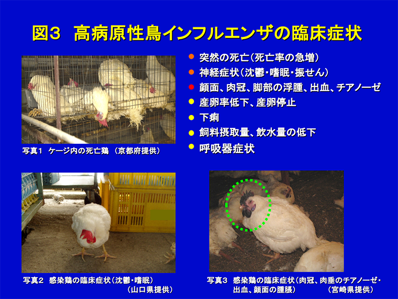 鳥インフルエンザ Avian Influenza 人と動物の共通感染症ガイダンス