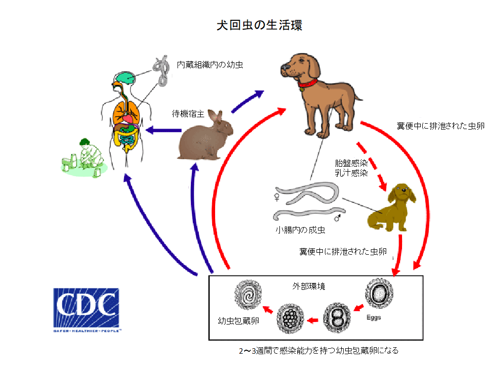 トキソカラ症 幼虫移行症 Toxocariasis 人と動物の共通感染症ガイダンス